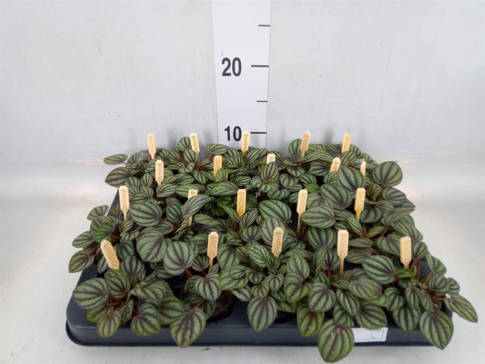 <h4>Peperomia albov. 'Piccolo Banda'</h4>