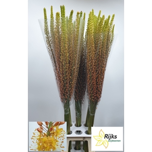 EREMURUS RUMBA