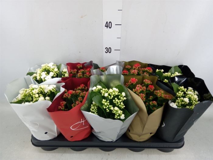 <h4>Kalanchoe blos.   ..rosebud mix  2</h4>