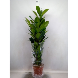 Ficus cyathistipula