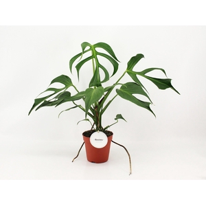 Monstera Burle Marx Flame