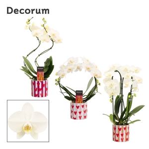 Phalaenopsis vormen mix 2 tak wit in Noura (Bubblicious-collecti