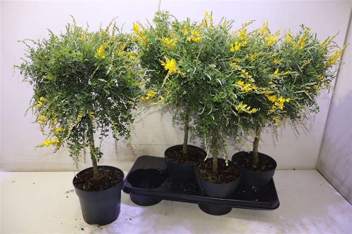 <h4>Genista X Sp</h4>