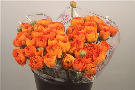 <h4>Ran.. Su Lambada Extra</h4>