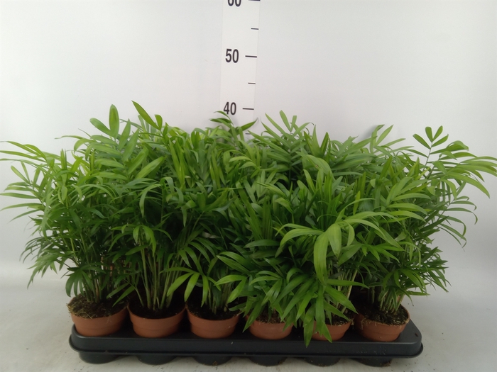 <h4>Chamaedorea elegans</h4>