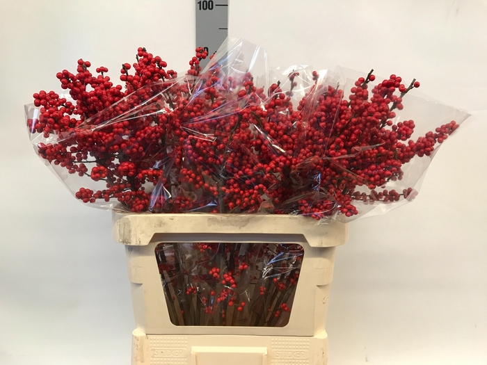 <h4>ILEX VE RODE BES</h4>