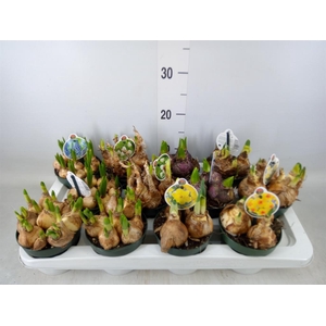 Flowerbulbs, corns or tubers   ...