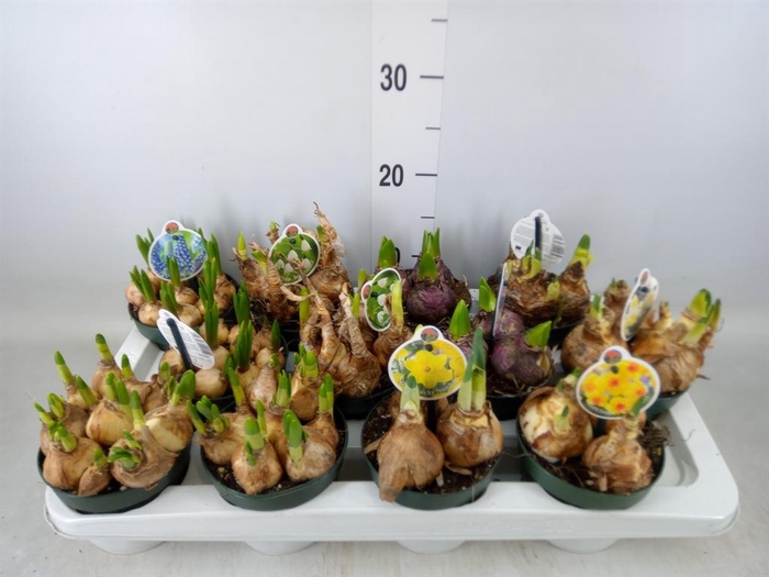 <h4>Flowerbulbs, corns or tubers   ...</h4>