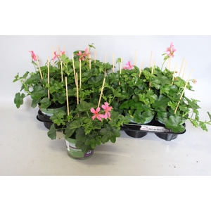 Pelargonium peltatum Balcon Pink