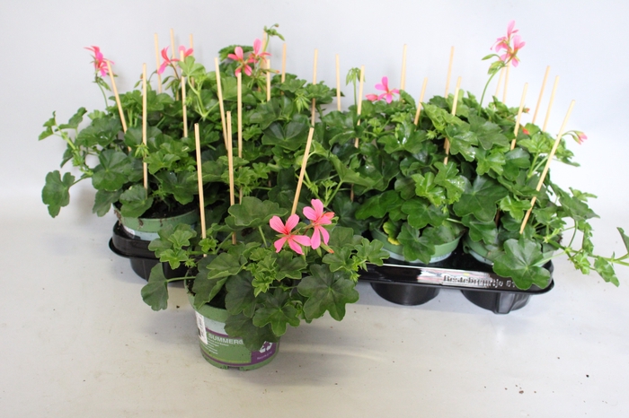 <h4>Pelargonium peltatum Balcon Pink</h4>