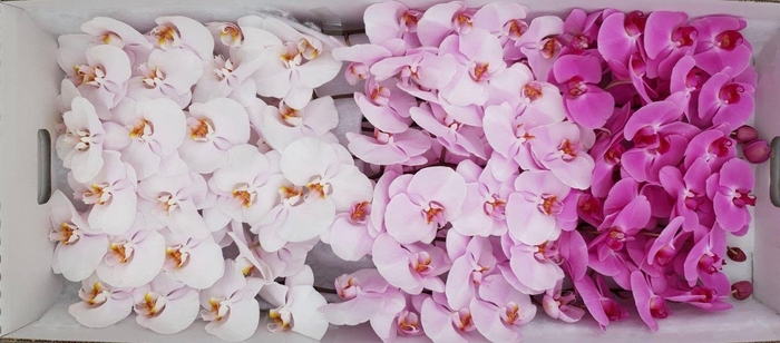 <h4>Phal Valentine Mix 7-9</h4>