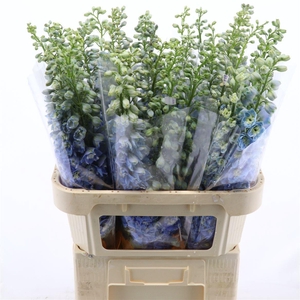 Delphinium double Aurora Light Blue