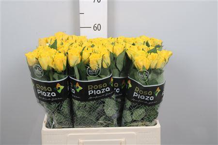 <h4>R Gr Solero</h4>