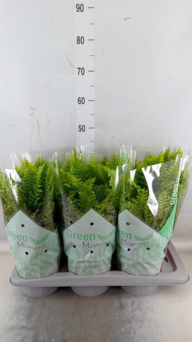 <h4>Nephrolepis exal. 'Green Moment'</h4>