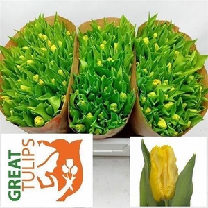 XXXX TU PA YELLOW SUN    SF