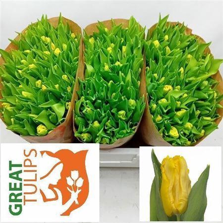 <h4>XXXX TU PA YELLOW SUN    SF</h4>