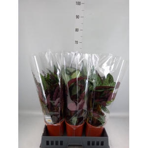 Calathea   ...mix