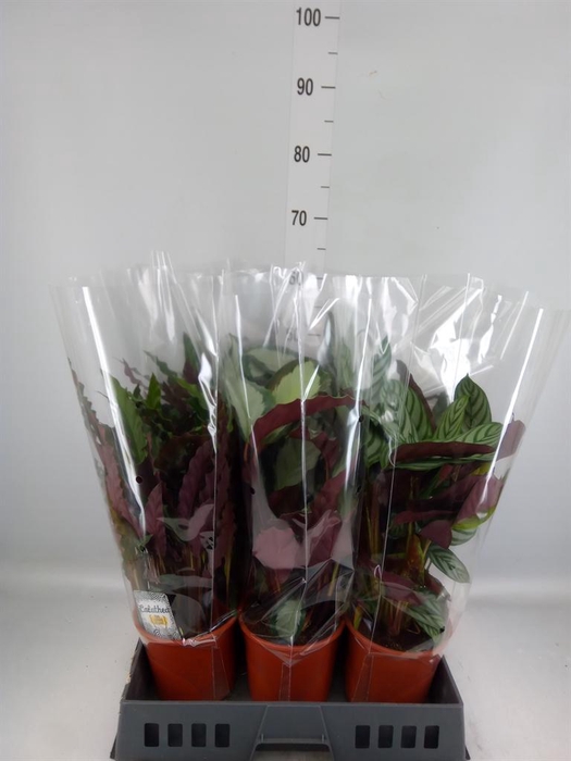 <h4>Calathea   ...mix</h4>