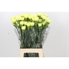 Dianthus St Ilias