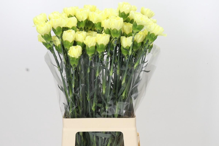 <h4>Dianthus St Ilias</h4>