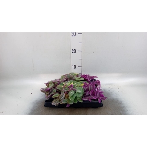 Tradescantia   ...