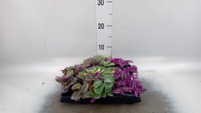 <h4>Tradescantia   ...</h4>