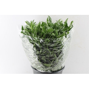 Ruscus Italy 200 Gram