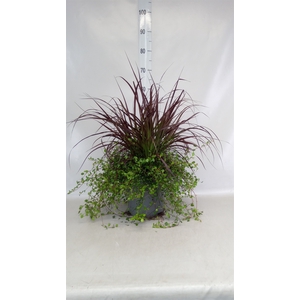 Pennisetum advena 'Rubrum'