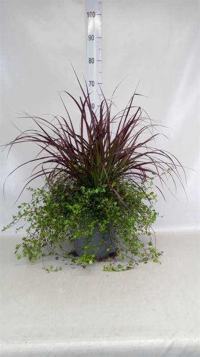 <h4>Pennisetum advena 'Rubrum'</h4>