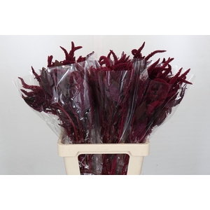 Amaranthus cruentus 'Velvet'