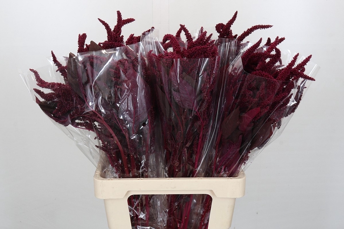 <h4>Amaranthus cruentus 'Velvet'</h4>