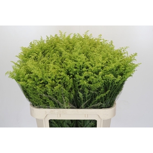 Solidago Tara Gold