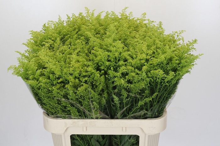 <h4>Solidago Tara Gold</h4>