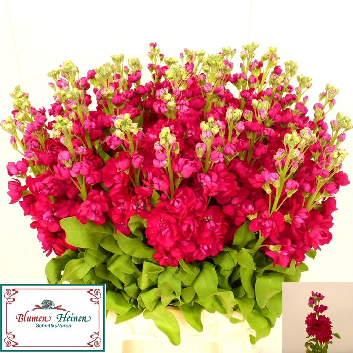 <h4>MATTH PHANT RED</h4>