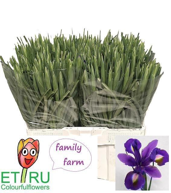 <h4>Iris Blue Magic</h4>