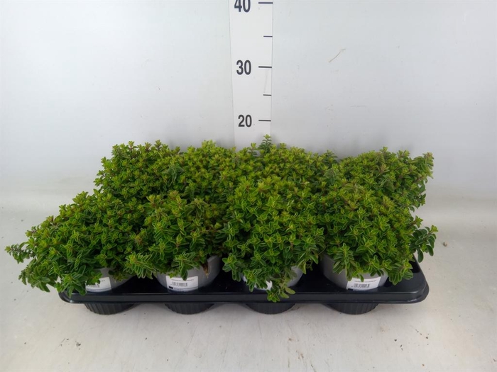 <h4>Origanum vulgare</h4>