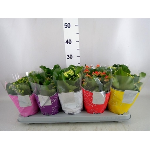 Kalanchoe blos. 'Perfecta'  ..mix 5