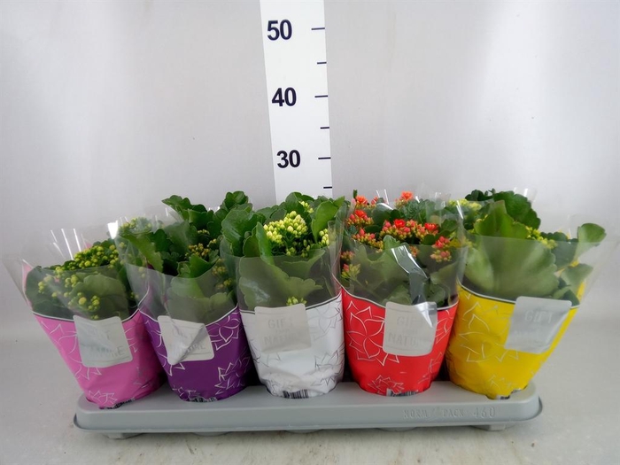 <h4>Kalanchoe blos. 'Perfecta'  ..mix 5</h4>