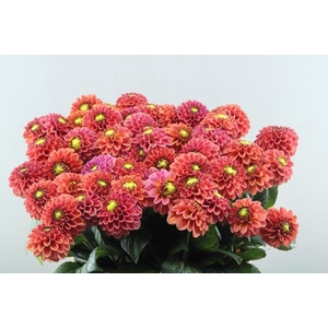 Dahl Ball Orange Fox L60