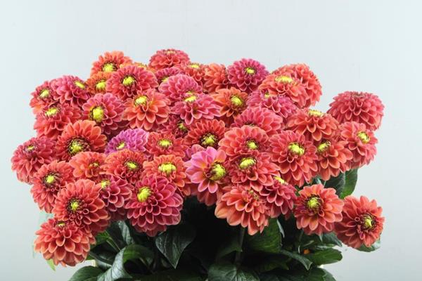 <h4>Dahl Ball Orange Fox L60</h4>
