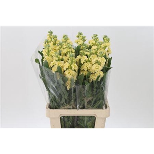 Matth Iron Yellow