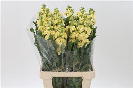 <h4>Matth Iron Yellow</h4>