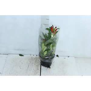 AESCHYNANTHUS SPECIOSUS P14