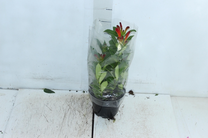 <h4>AESCHYNANTHUS SPECIOSUS P14</h4>