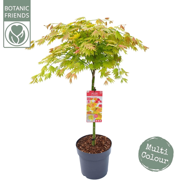 <h4>Acer shir. 'Moonrise' C14 laagstam</h4>