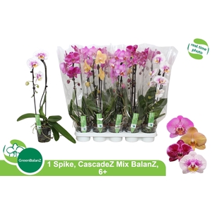 PHAL EL CASCADE