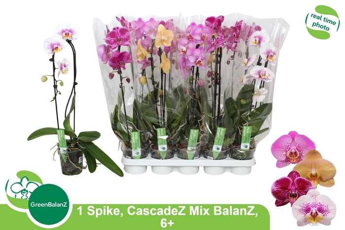 <h4>PHAL EL CASCADE</h4>
