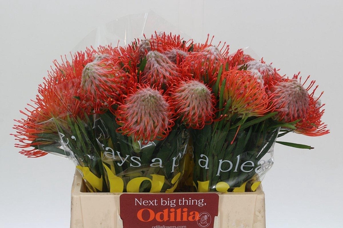 <h4>Nutans Tango</h4>