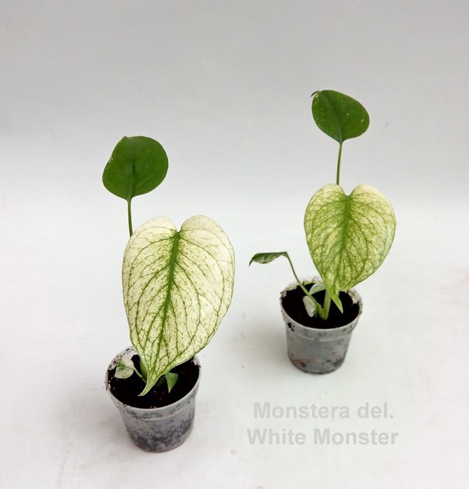 <h4>Monstera</h4>