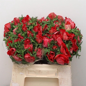 Anem Mistral Red Super